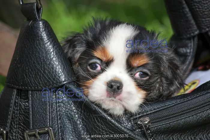 : Dog - Cavalier King Charles Spaniel : Dog - Cavalier King Charles Spaniel