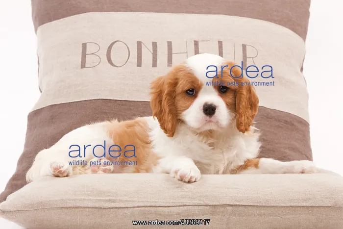 : Dog - Cavalier King Charles Spaniel : Dog - Cavalier King Charles Spaniel