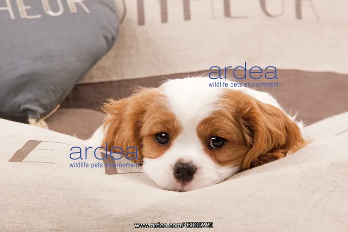 : Dog - Cavalier King Charles Spaniel : Dog - Cavalier King Charles Spaniel