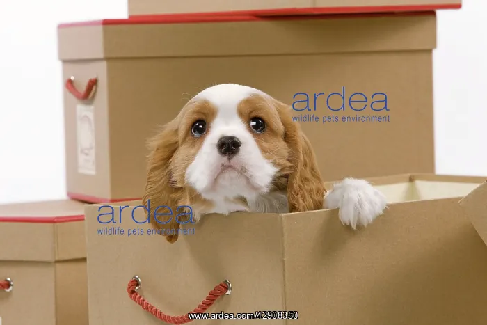 : Dog - Cavalier King Charles Spaniel - in a box in studio : Dog - Cavalier King Charles Spaniel - in a box in studio