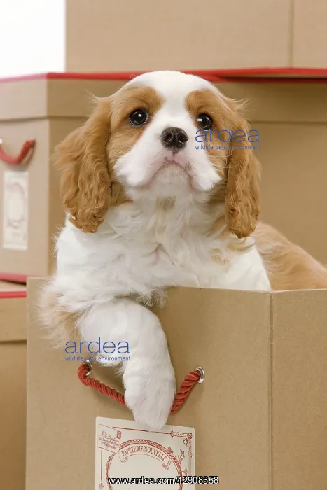 : Dog - Cavalier King Charles Spaniel - in a box in studio : Dog - Cavalier King Charles Spaniel - in a box in studio