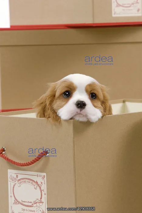 : Dog - Cavalier King Charles Spaniel - in a box in studio : Dog - Cavalier King Charles Spaniel - in a box in studio