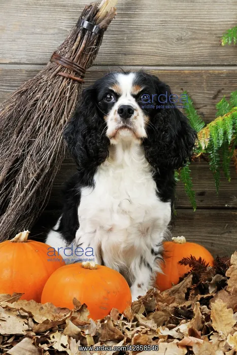 : DOG. Cavalier king charles spaniel with broom and pumpkins : DOG. Cavalier king charles spaniel with broom and pumpkins