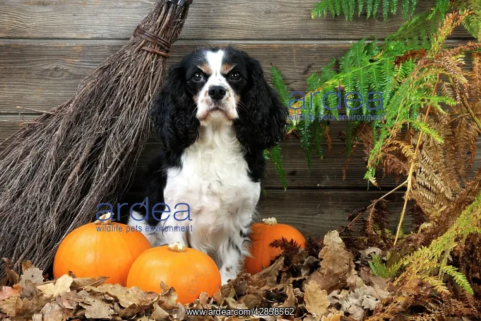 : DOG. Cavalier king charles spaniel with broom and pumpkins : DOG. Cavalier king charles spaniel with broom and pumpkins