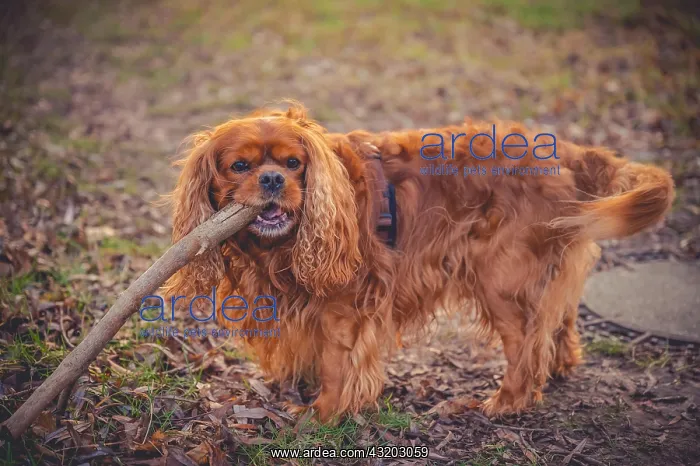 : Dog (Cavalier King Charles Spaniel) chewing on a : Dog (Cavalier King Charles Spaniel) chewing on a