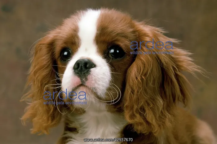 : DOG - Cavalier King Charles Spaniel, close up of face : DOG - Cavalier King Charles Spaniel, close up of face