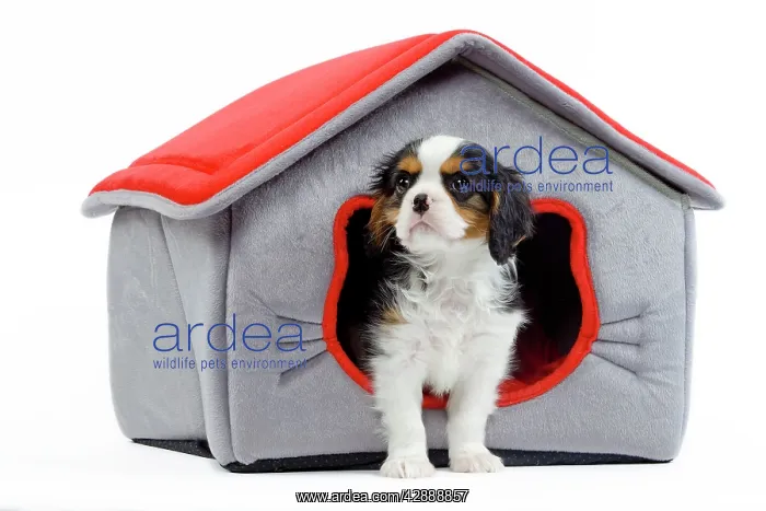 : Dog - Cavalier King Charles Spaniel - in dog bed house : Dog - Cavalier King Charles Spaniel - in dog bed house