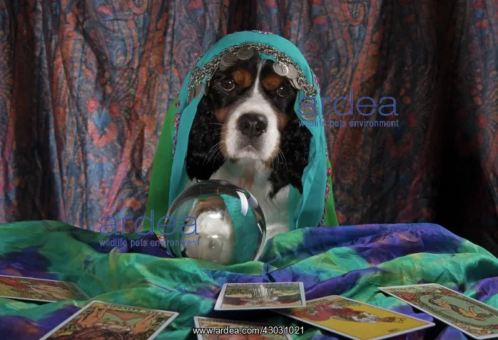 : Dog Cavalier King Charles Spaniel dressed as a fortune teller with crystal ball : Dog Cavalier King Charles Spaniel dressed as a fortune teller with crystal ball