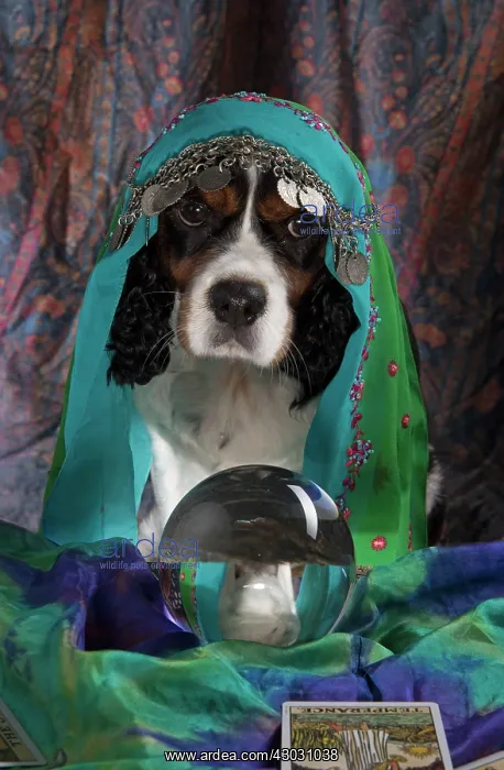 : Dog Cavalier King Charles Spaniel dressed as a fortune teller with crystal ball : Dog Cavalier King Charles Spaniel dressed as a fortune teller with crystal ball