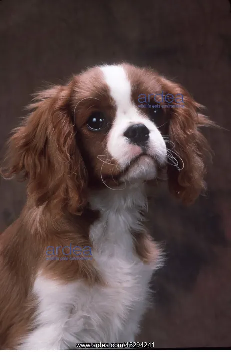 : Dog - Cavalier King Charles Spaniel head close-up : Dog - Cavalier King Charles Spaniel head close-up