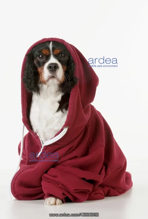  : Dog - Cavalier King Charles Spaniel in a Hoodie