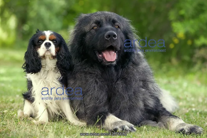 : Dog - Cavalier King Charles Spaniel with Illyrian : Dog - Cavalier King Charles Spaniel with Illyrian