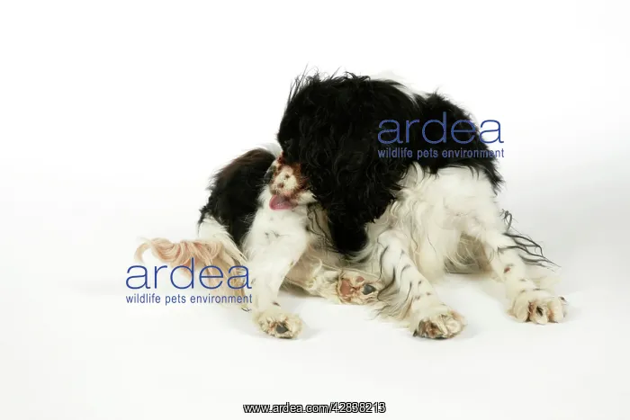 : DOG - Cavalier King Charles Spaniel licking itself, grooming : DOG - Cavalier King Charles Spaniel licking itself, grooming