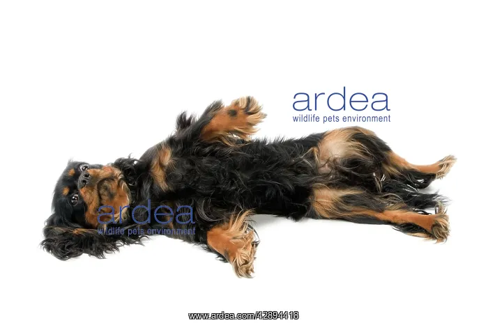: Dog - Cavalier King Charles Spaniel - lying on : Dog - Cavalier King Charles Spaniel - lying on