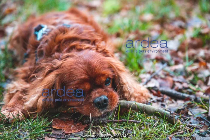 : Dog (Cavalier King Charles Spaniel) lying in a meadow : Dog (Cavalier King Charles Spaniel) lying in a meadow
