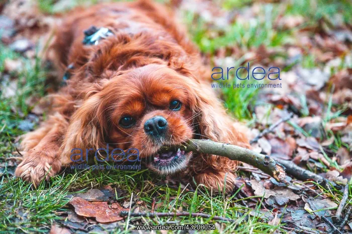 : Dog (Cavalier King Charles Spaniel) lying in a meadow : Dog (Cavalier King Charles Spaniel) lying in a meadow