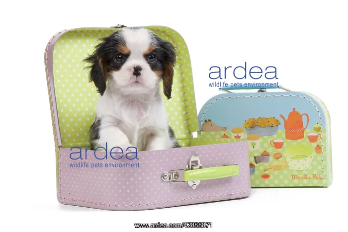 : Dog - Cavalier King Charles Spaniel - in pink suitcase : Dog - Cavalier King Charles Spaniel - in pink suitcase
