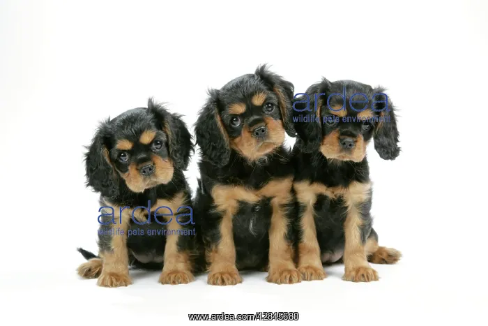 : Dog - Cavalier King Charles Spaniel puppies 6 / 7 weeks old : Dog - Cavalier King Charles Spaniel puppies 6 / 7 weeks old