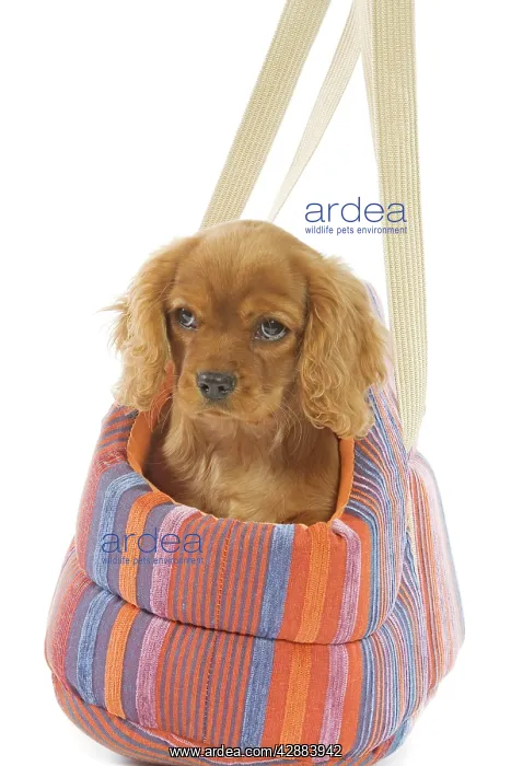 : Dog - Cavalier King Charles Spaniel - puppies in dog carrier : Dog - Cavalier King Charles Spaniel - puppies in dog carrier