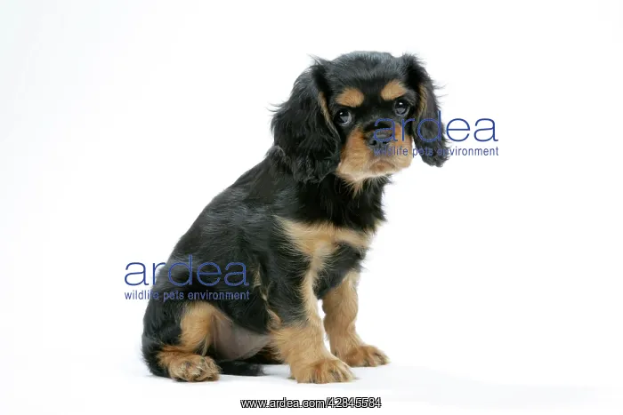 : Dog - Cavalier King Charles Spaniel puppy 6 / 7 weeks old : Dog - Cavalier King Charles Spaniel puppy 6 / 7 weeks old