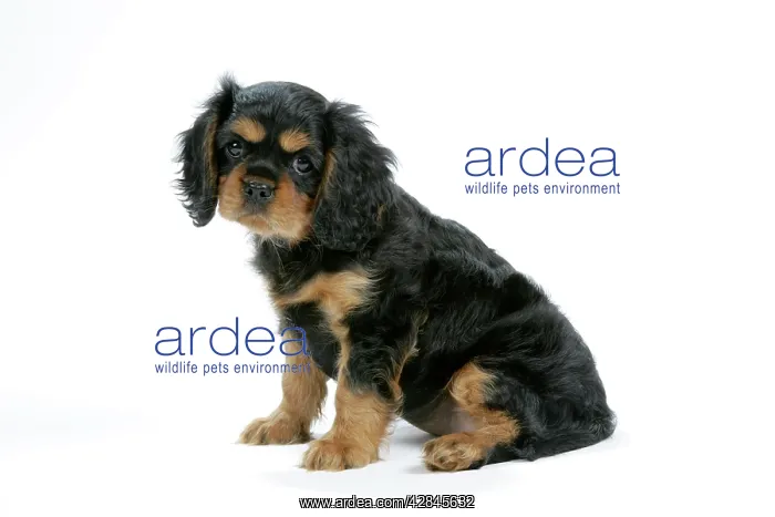 : Dog - Cavalier King Charles Spaniel puppy 6 / 7 weeks old : Dog - Cavalier King Charles Spaniel puppy 6 / 7 weeks old