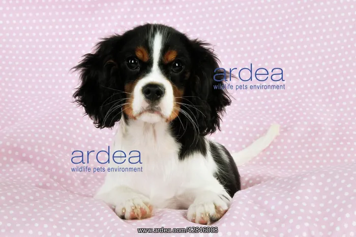 : DOG. Cavalier king charles spaniel puppy lying : DOG. Cavalier king charles spaniel puppy lying