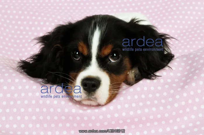 : DOG. Cavalier king charles spaniel puppy lying : DOG. Cavalier king charles spaniel puppy lying