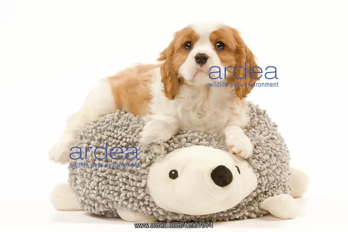 : Dog - Cavalier King Charles Spaniel puppy lying : Dog - Cavalier King Charles Spaniel puppy lying