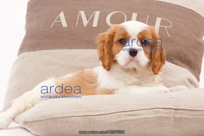 : Dog - Cavalier King Charles Spaniel puppy lying on cushions : Dog - Cavalier King Charles Spaniel puppy lying on cushions