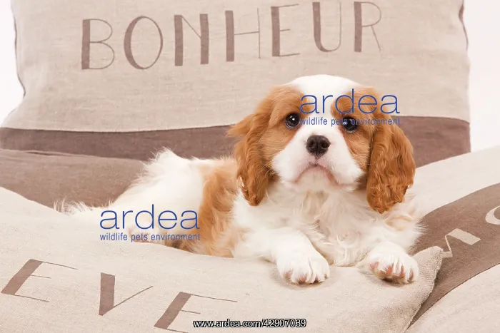 : Dog - Cavalier King Charles Spaniel puppy lying on cushions : Dog - Cavalier King Charles Spaniel puppy lying on cushions