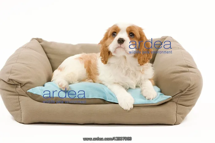 : Dog - Cavalier King Charles Spaniel puppy lying on dog bed : Dog - Cavalier King Charles Spaniel puppy lying on dog bed