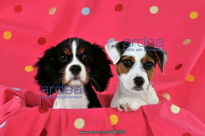 : DOG. Cavalier king charles spaniel puppy and parson : DOG. Cavalier king charles spaniel puppy and parson