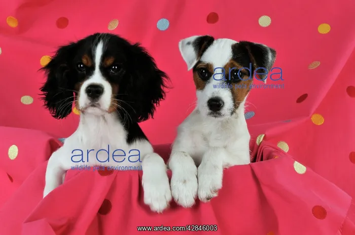 : DOG. Cavalier king charles spaniel puppy and parson : DOG. Cavalier king charles spaniel puppy and parson