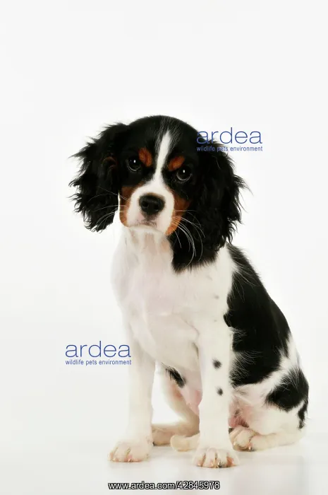  : DOG. Cavalier king charles spaniel puppy sitting