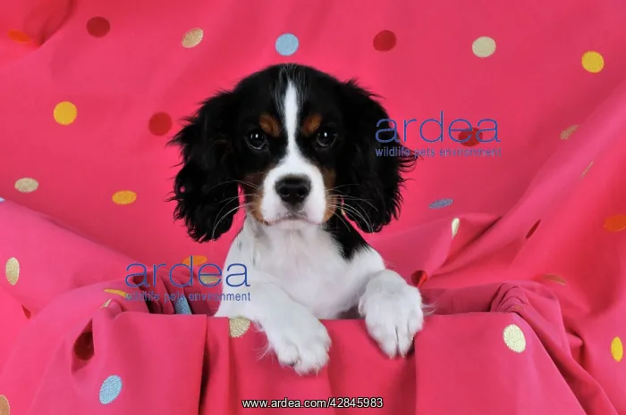 : DOG. Cavalier king charles spaniel puppy sitting : DOG. Cavalier king charles spaniel puppy sitting