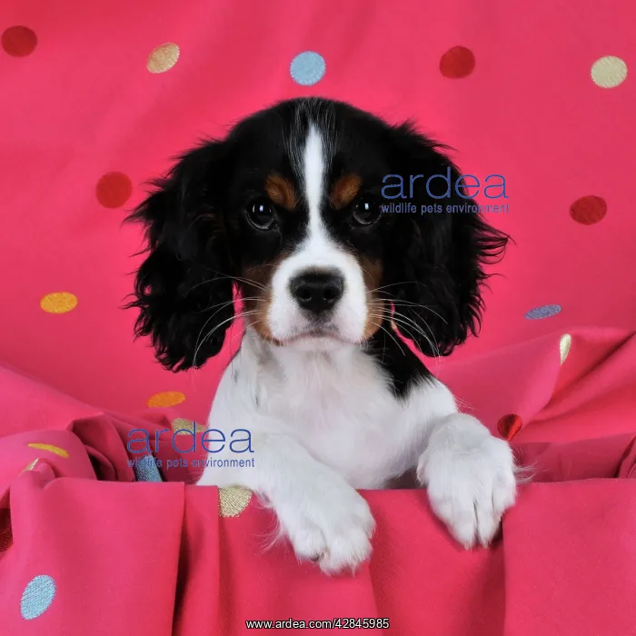 : DOG. Cavalier king charles spaniel puppy sitting : DOG. Cavalier king charles spaniel puppy sitting