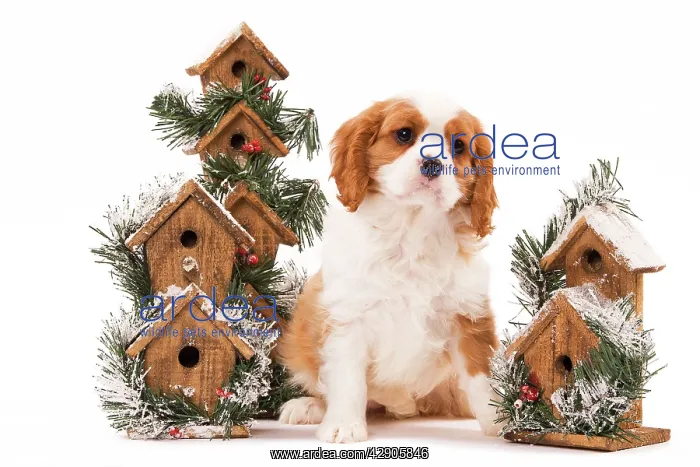: Dog - Cavalier King Charles Spaniel puppy sitting : Dog - Cavalier King Charles Spaniel puppy sitting