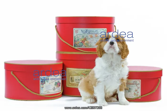 : Dog - Cavalier King Charles Spaniel puppy sitting : Dog - Cavalier King Charles Spaniel puppy sitting