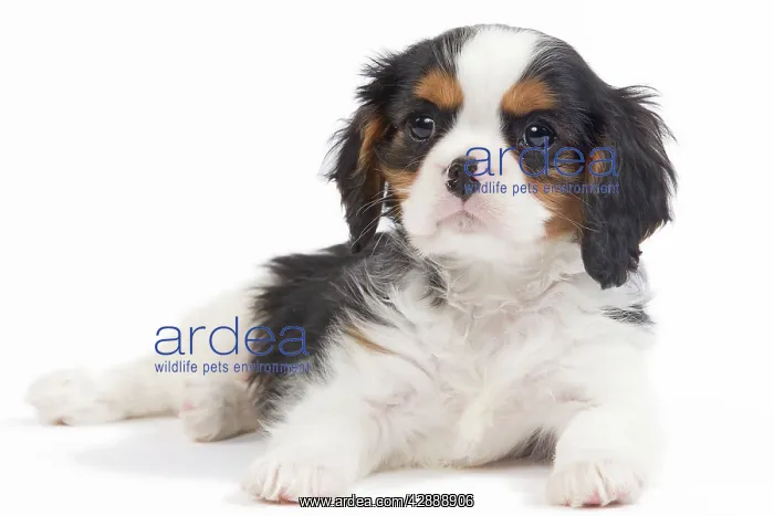 : Dog - Cavalier King Charles Spaniel - puppy in studio : Dog - Cavalier King Charles Spaniel - puppy in studio