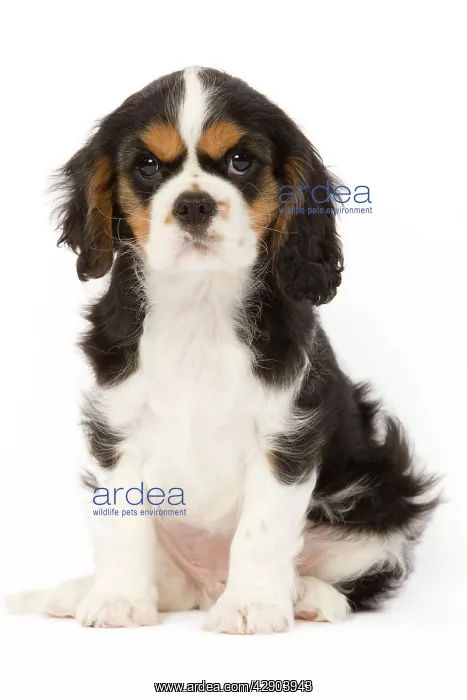 : Dog - Cavalier King Charles Spaniel - puppy in studio : Dog - Cavalier King Charles Spaniel - puppy in studio