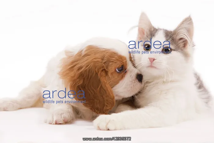 : Dog - Cavalier King Charles Spaniel puppy in studio : Dog - Cavalier King Charles Spaniel puppy in studio
