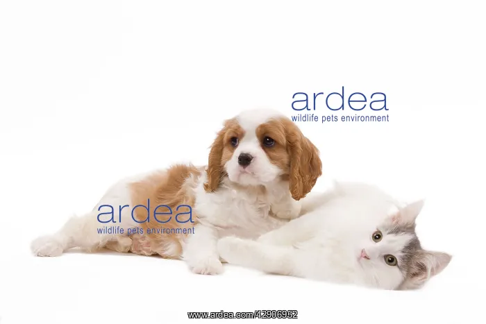: Dog - Cavalier King Charles Spaniel puppy in studio : Dog - Cavalier King Charles Spaniel puppy in studio