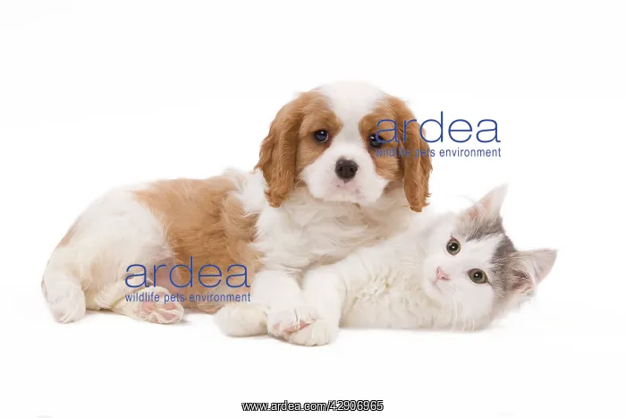 : Dog - Cavalier King Charles Spaniel puppy in studio : Dog - Cavalier King Charles Spaniel puppy in studio