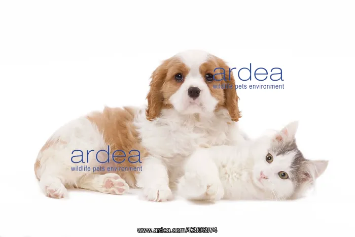 : Dog - Cavalier King Charles Spaniel puppy in studio : Dog - Cavalier King Charles Spaniel puppy in studio