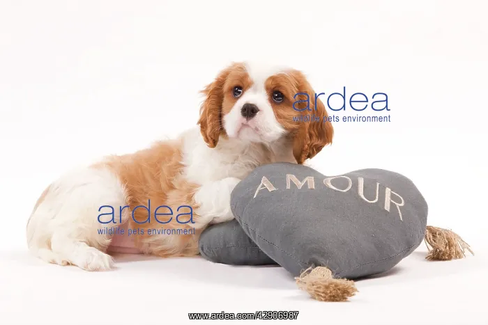 : Dog - Cavalier King Charles Spaniel puppy in studio : Dog - Cavalier King Charles Spaniel puppy in studio