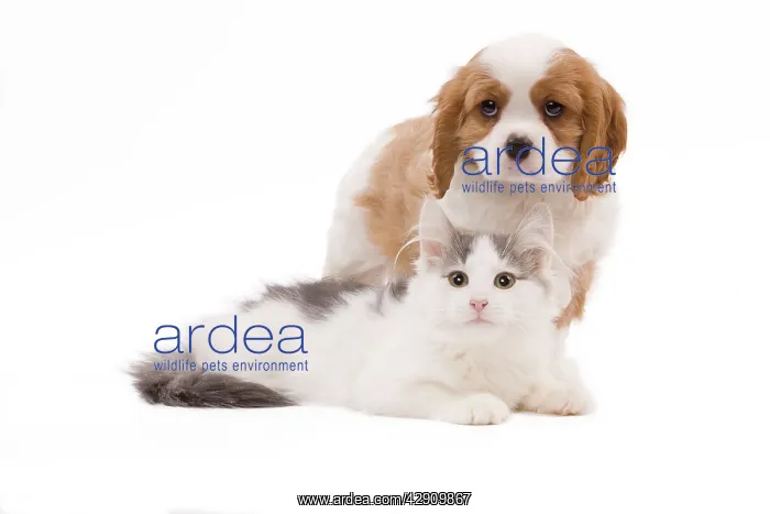 : Dog - Cavalier King Charles Spaniel puppy in studio : Dog - Cavalier King Charles Spaniel puppy in studio