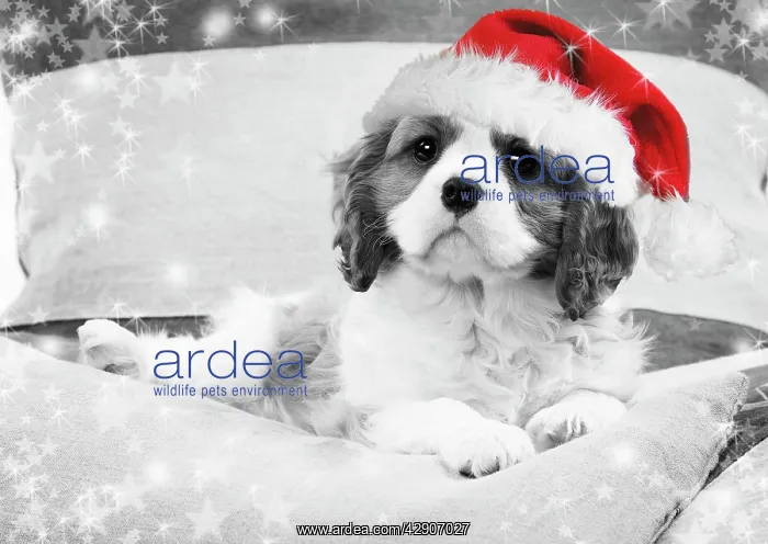 : Dog - Cavalier King Charles Spaniel puppy wearing : Dog - Cavalier King Charles Spaniel puppy wearing