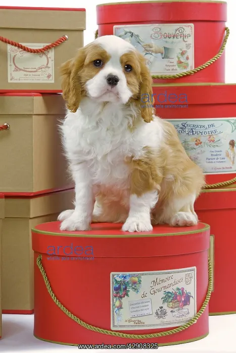 : Dog - Cavalier King Charles Spaniel - sitting on : Dog - Cavalier King Charles Spaniel - sitting on