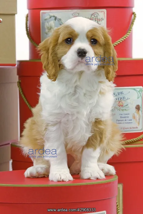 : Dog - Cavalier King Charles Spaniel - sitting on : Dog - Cavalier King Charles Spaniel - sitting on