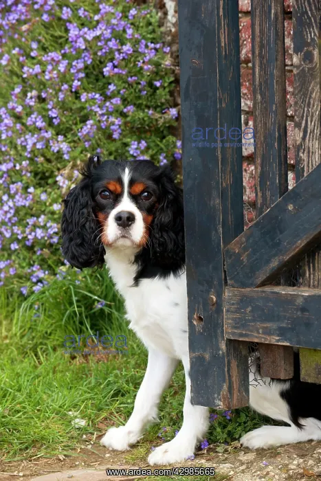 : DOG - Cavalier king charles spaniel sitting in : DOG - Cavalier king charles spaniel sitting in